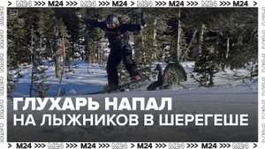 Глухарь напал на горнолыжников в Шерегеше - Москва 24