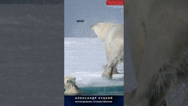 Поздравляю с Днём белых медведей! 27 февраля 2024 года. Северный Ледовитый океан Чукотка Арктика