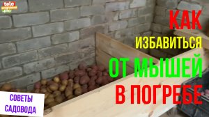 Как избавиться от мышей в погребе