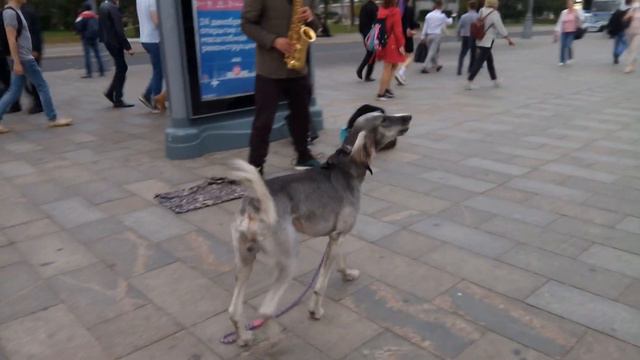 Поющий пёс.Трубач и собака. смотреть онлайн