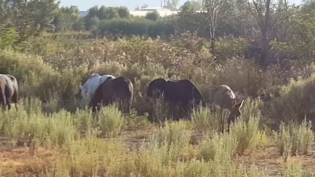 СТРЕЛЕЦ. Конный гороскоп. ЛОШАДЬ по зодиаку СТРЕЛЕЦ ! смотреть онлайн