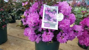 Rhododendron 'PJM Regal'