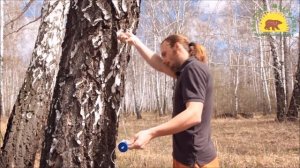 Как собрать берёзовый сок при помощи капельницы
