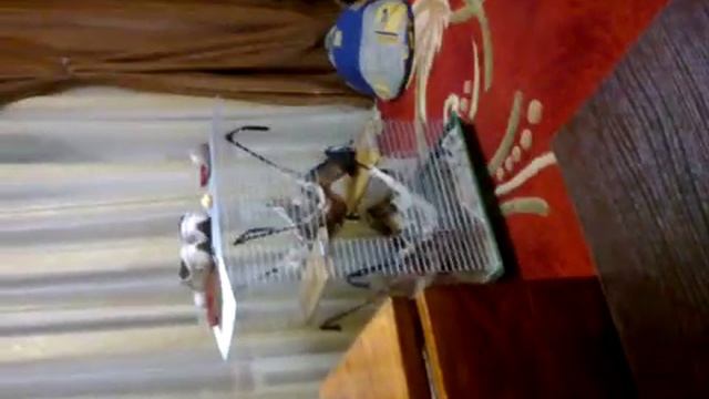 Хорек Соня ворует с клетки кусочек банана смотреть онлайн