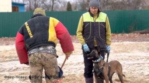 Щенки бельгийской овчарки малинуа рабочего разведения. Питомник  Бремино царство