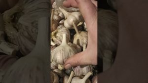 посадка чеснока головкой. о способах посадки и площади питания