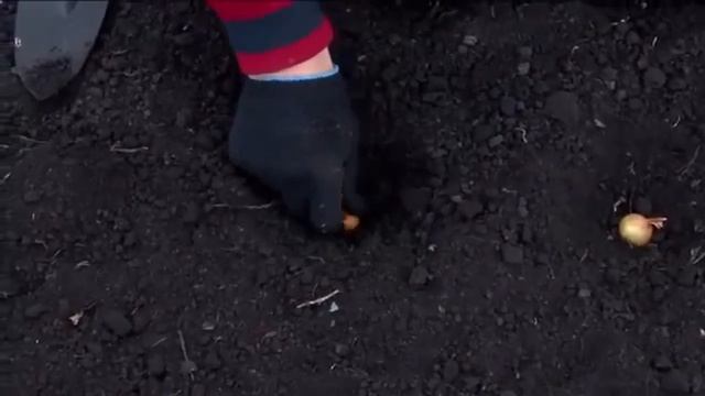 Подзимние посевы. Как подготовить грядки к под зимнему посеву.