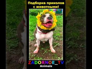 Подборка приколов про животных №140