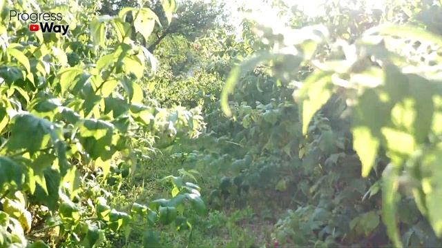 10 Секретов По Малине Осенью После Которых Заваливает Урожаем !Уход Подкормка Обрезка Малины Осенью смотреть онлайн