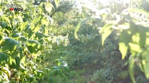 10 Секретов По Малине Осенью После Которых Заваливает Урожаем !Уход Подкормка Обрезка Малины Осенью