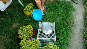 Виноград Подмосковья 31.08.2021г. Урожай с одного куста винограда Супер экстра 26 килограмм.