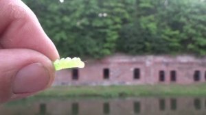 Мормодроч Первые шаги  Ловля спиннингом на мормышку.