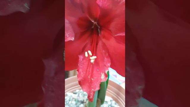 Como polinizar Hippeastrum. смотреть онлайн
