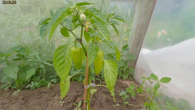 Опилкобетон (арболит)?√162 Строим Дом. 22.06.2023.рассаждения, высохло под мауэрлат, блюдо, всячина смотреть онлайн