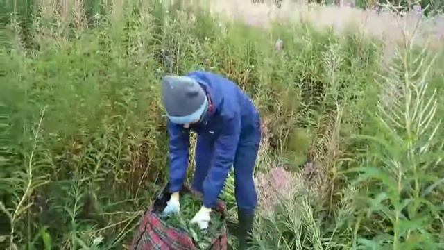 Геолокация Чая или где живёт Иван Чай! смотреть онлайн