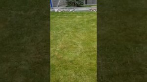 АЛТАЙСКИЕ ШАЛЕВЫЕ СТАТНЫЕ ГОЛУБИ ДРУЗЕЙ !!!