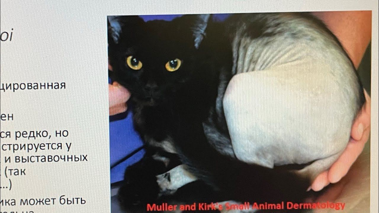 Ещё про блох. Не менее важное!