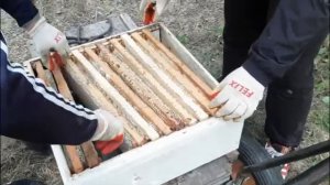 Отбор магазина за 5 минут. Выдув пчел аккумуляторной воздуходувкой.