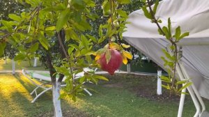 Чиралы Другая Турция