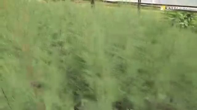 Зеленый пояс Астаны