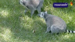 Хайфа Лотем