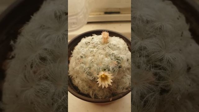 Mammillaria Plumosa in flower :)