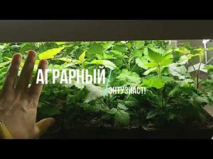 #2 Ежевика Блэк бьют ex.Vitro 2023.  Спустя 2 недели