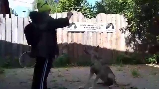 Дрессировка волка при пощи кликера // Отработка команд с волчицей Осенью