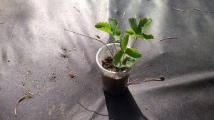 Как из хилой рассады клубники получить хороший урожай?
