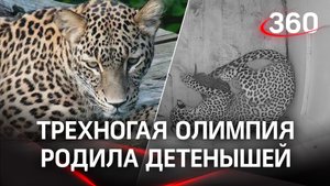 Трехногая самка леопарда родила котенка в Сочи, хотя должна была погибнуть. Папа - француз