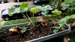 Как вырастить клубнику дома на подоконнике круглый год