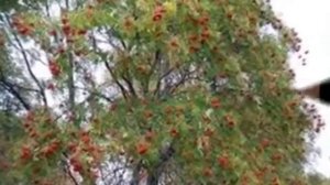 "Тонкая  Рябина"-исп. Галочка