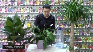 Спатифиллум уход в домашних условиях   цветок женское счастье