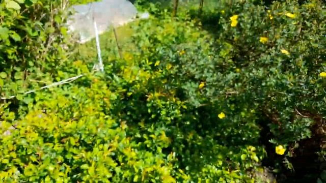 БАГУЛЬНИК ИЛИ ВЕДЬМИНА ТРАВА смотреть онлайн