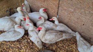 Всё о мускусных утках/Тонкости разведение/Кормление,инкубация,забой,условия содержания