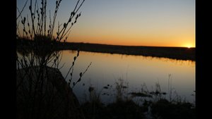 Открылись по селезню.  Один добыт. Ленинградская Область.