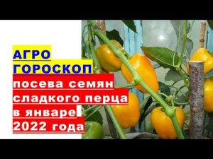 Агрогороскоп посева семян сладкого перца на рассаду в январе 2022 года