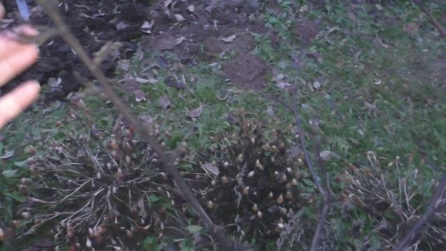 Побелка деревьев осенью смотреть онлайн