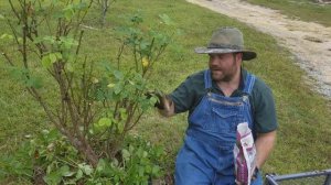 How to Prepare Roses for Winter