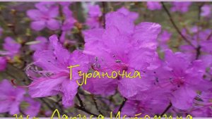 самая крутая песня ГУРАНОЧКА... исп.Лриса Истомина,  сл.Натальи Беда, муз.Владимира Пипекина