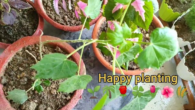 Let's plant together || world environment day || world environment day celebration 5th june смотреть онлайн
