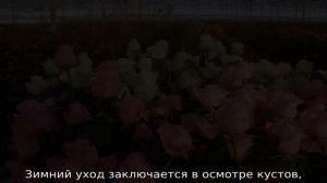 Уход за розами после цветения летом