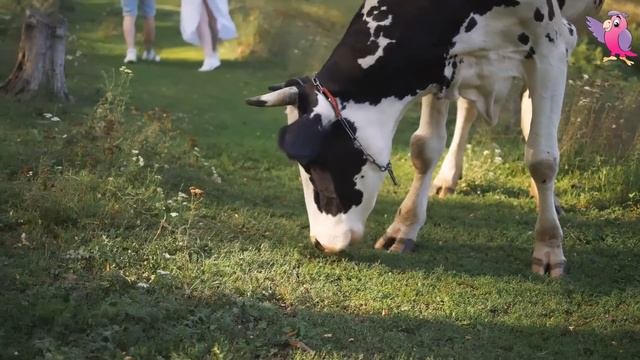 COW VIDEO 🐮🐄 COWS MOOING AND GRAZING IN A FIELD 🐄🐮