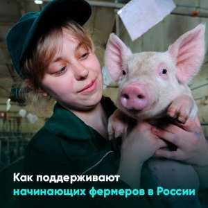Как поддерживают начинающих фермеров в России
