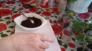 Робимо ставки на ростюшку. Обурення вредної баби.