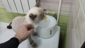 Как сейчас живёт Кот Батон