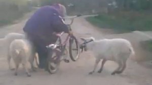 Ржач !!! Бабка и козы.