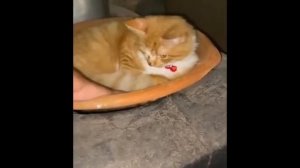Смешные видео про котов