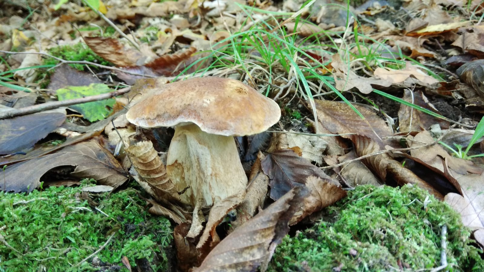 Осенние грибы в Азербайджане