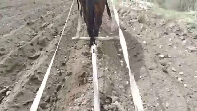 Картофель-ещё один из способов посадки картофеля окучником.
